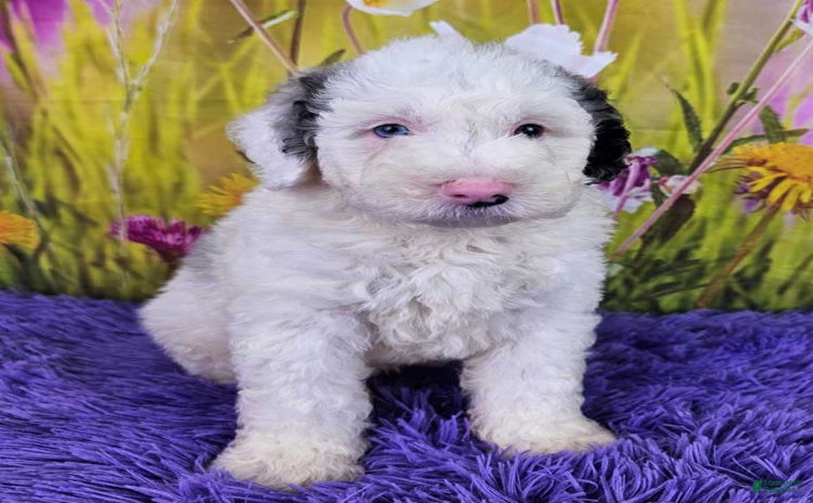  dogs for sale - Ad 2