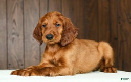 Irish Setter dogs for sale: Mack - Image 1