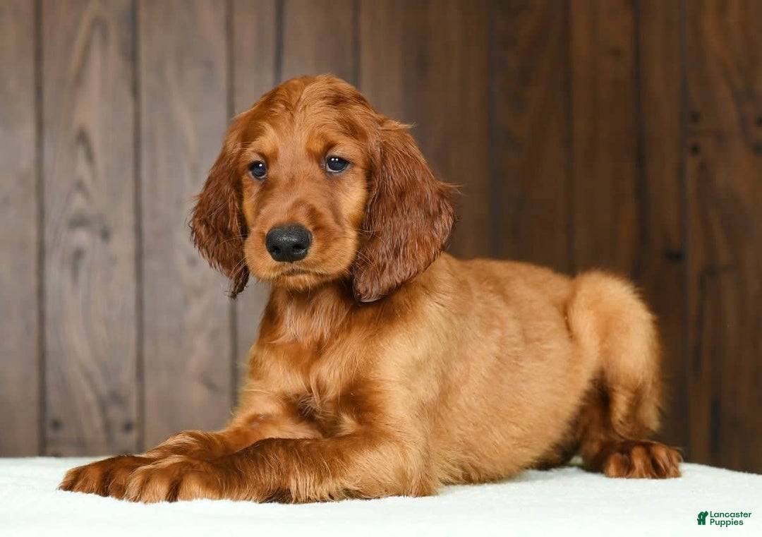 Irish Setter dogs for sale: Mack - Image 1