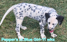 Dalmatian dogs for sale: Peppers Lt. Blue Girl - Image 4