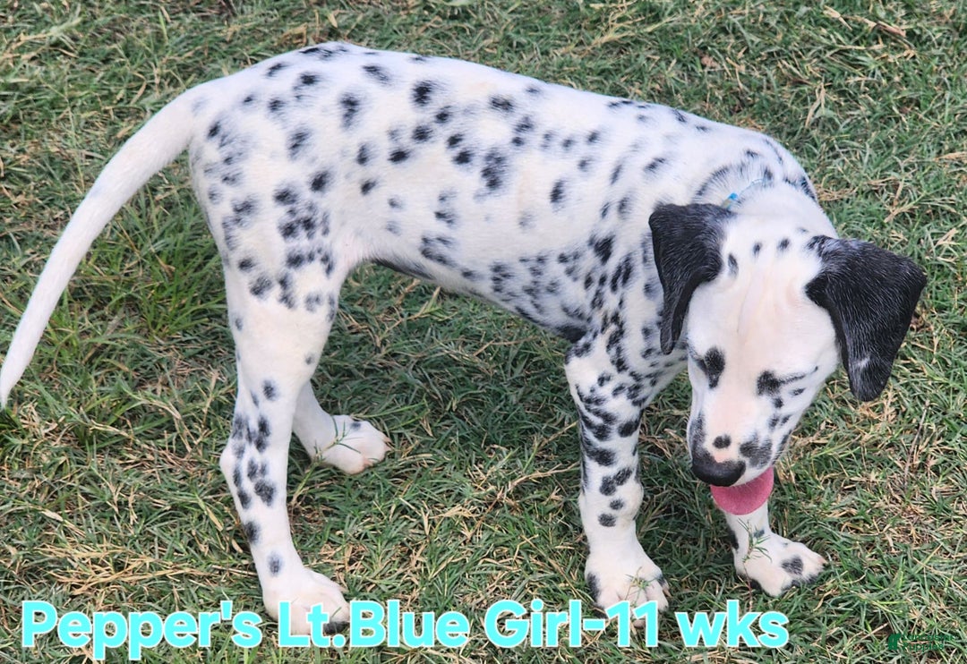 Dalmatian dogs for sale: Peppers Lt. Blue Girl - Image 4