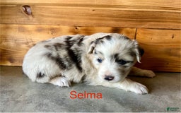 Australian Shepherd dogs for sale: Selma - Image 1