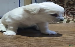 Chihuahua dogs for sale: Fluffy white Puppies - Image 10