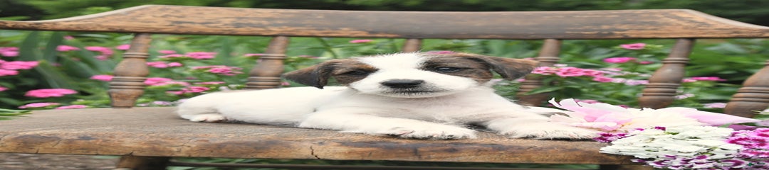 Bo