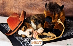 Bernedoodle dogs for sale: Dusty - Image 6