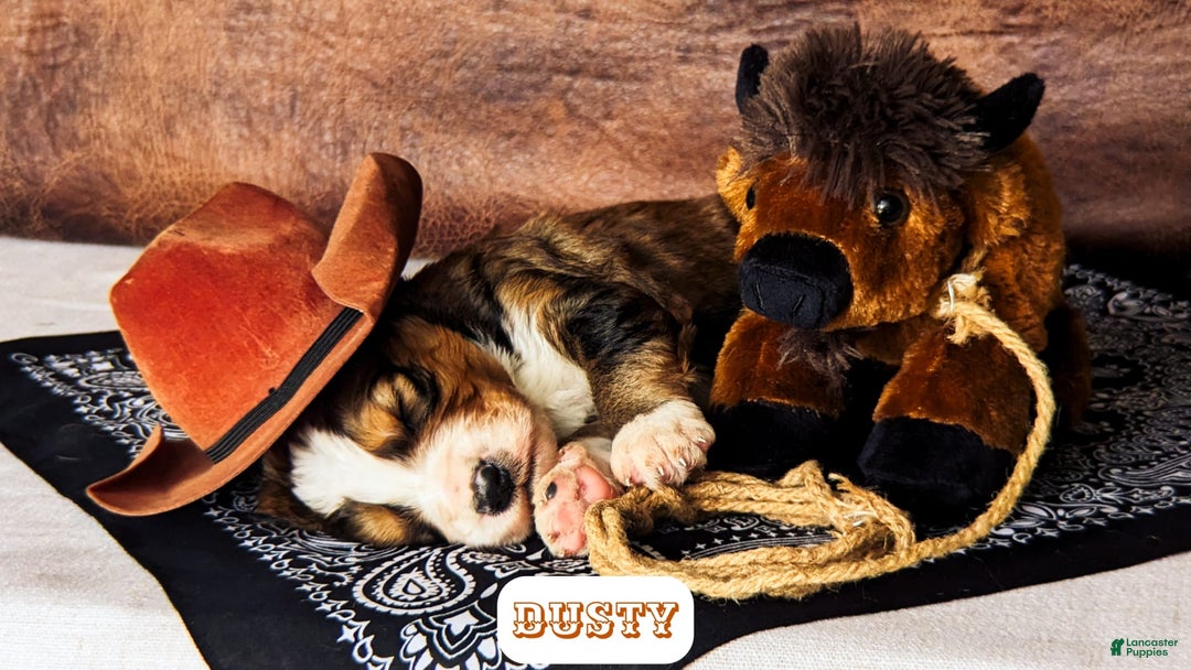 Bernedoodle dogs for sale: Dusty - Image 6