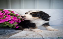 Bernedoodle dogs for sale: Joker - Image 11