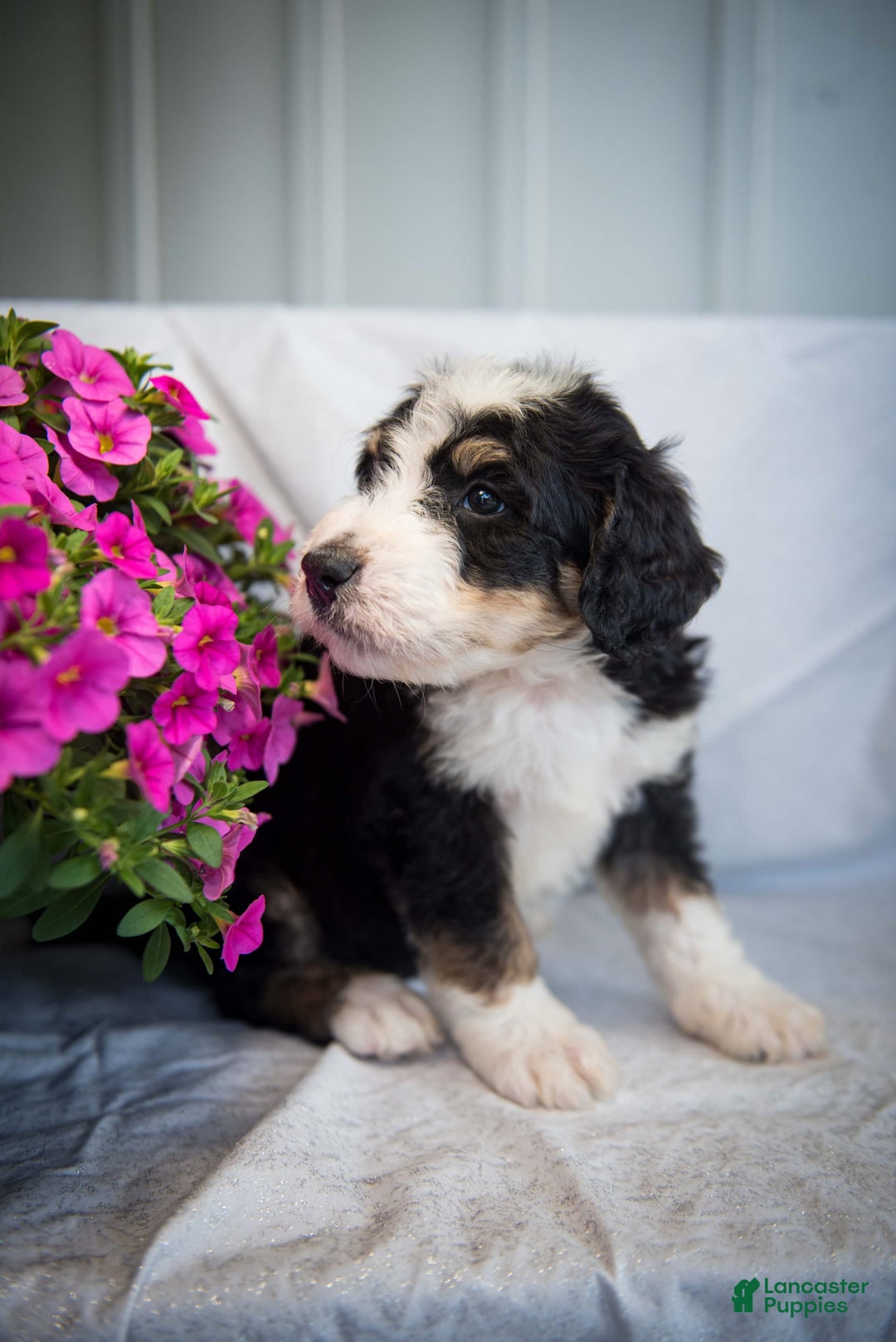Bernedoodle dogs for sale: Joker - Image 11