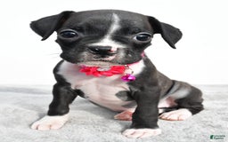 Boxer dogs for sale: Rowan - Image 1