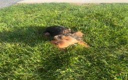 Yorkshire Terrier dogs for sale: Cici - Image 3