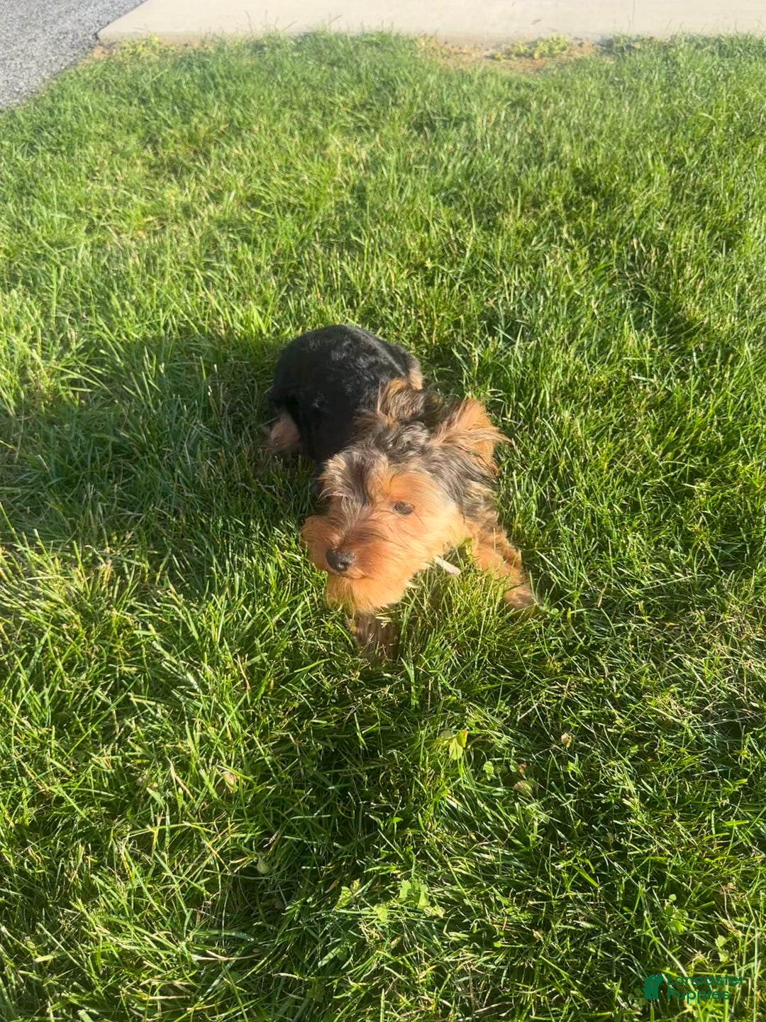 Yorkshire Terrier dogs for sale: Cici - Image 3