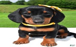 Miniature Dachshund dogs for sale: Harvey - Image 1