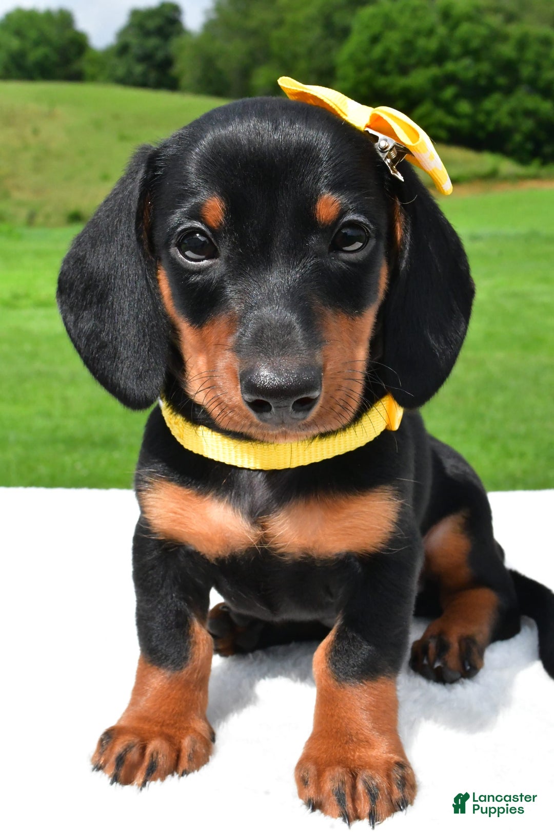 Miniature Dachshund dogs for sale: Harvey - Image 1