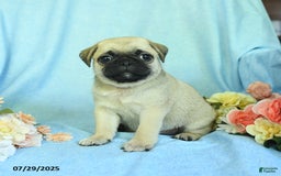 Pug dogs for sale: Bailey - Image 5