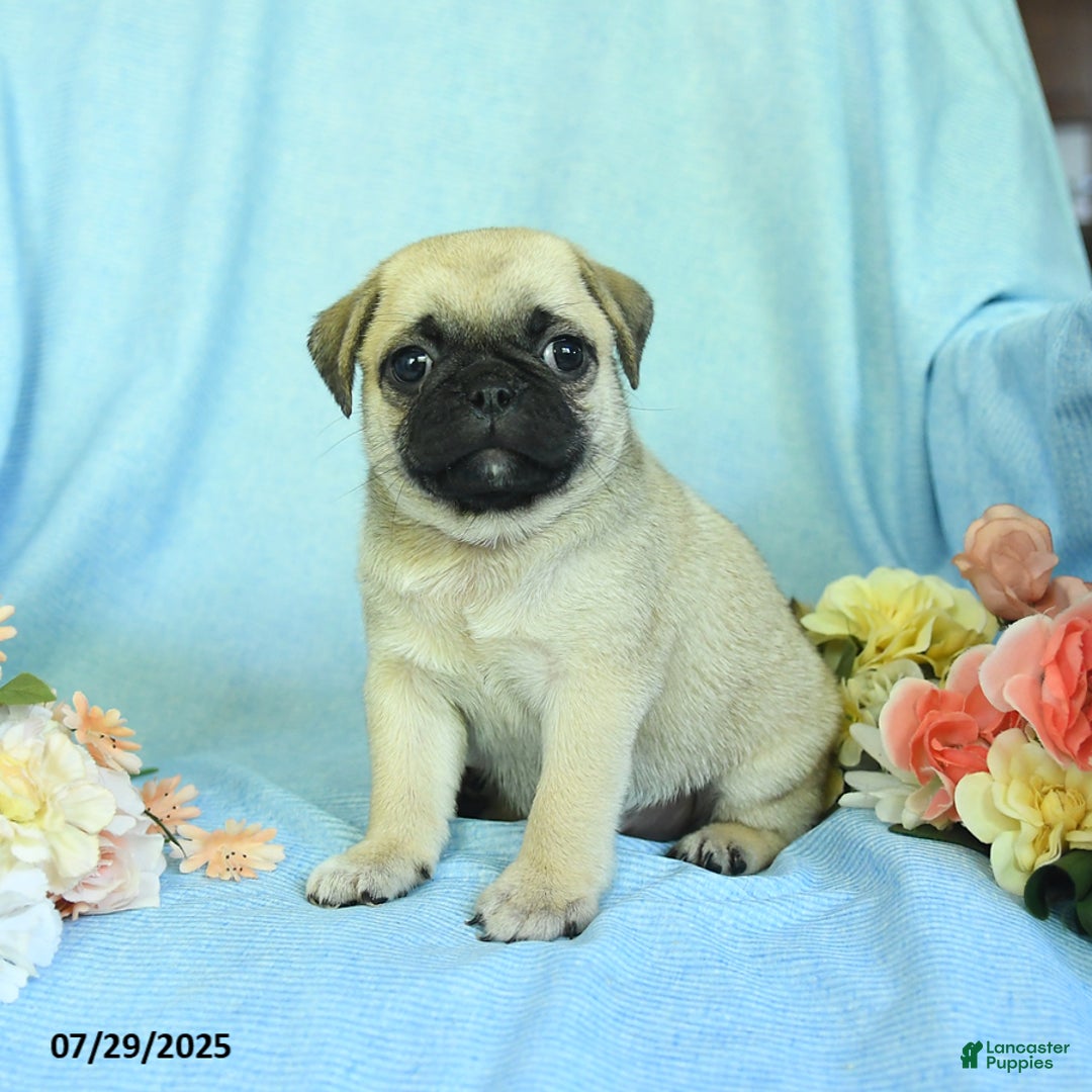Pug dogs for sale: Bailey - Image 5