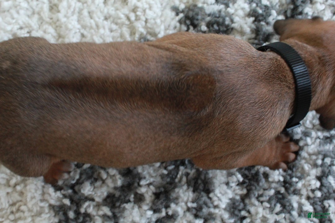 Rhodesian Ridgeback dogs for sale: Greg - Image 7