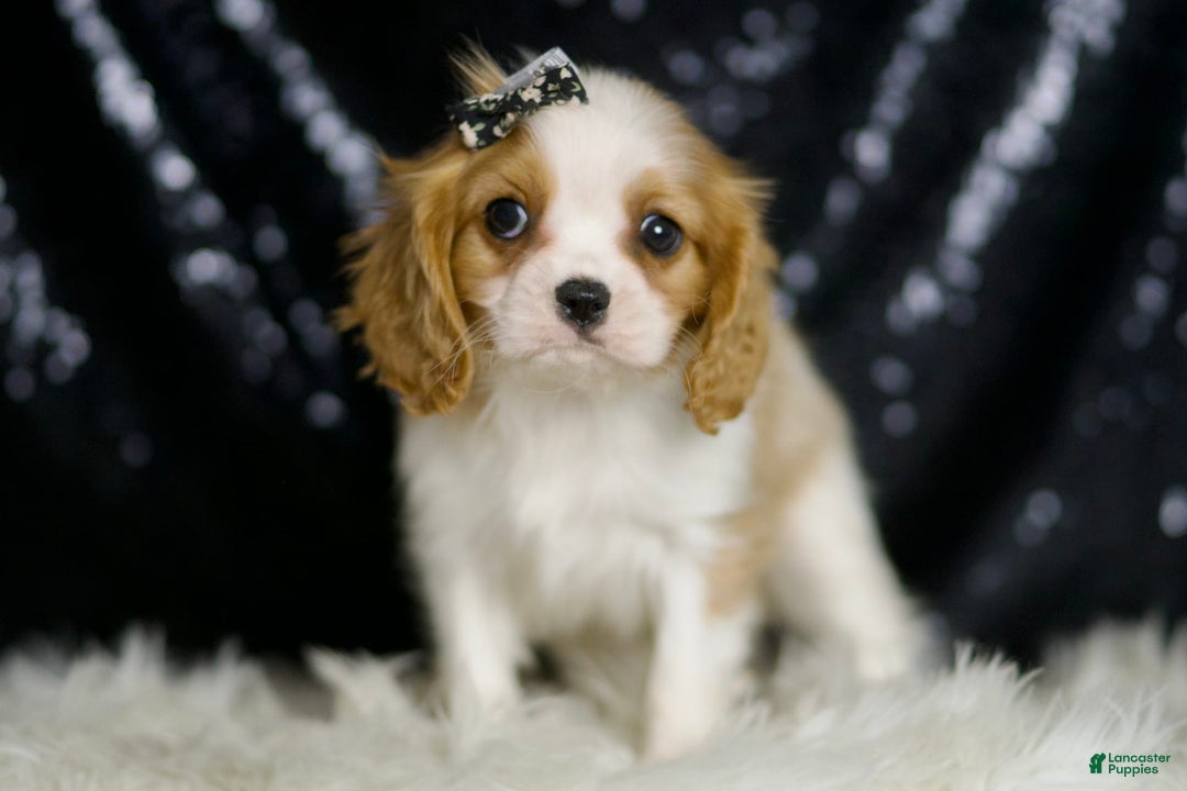 Cavalier King Charles Spaniel dogs for sale: Raya - Image 4