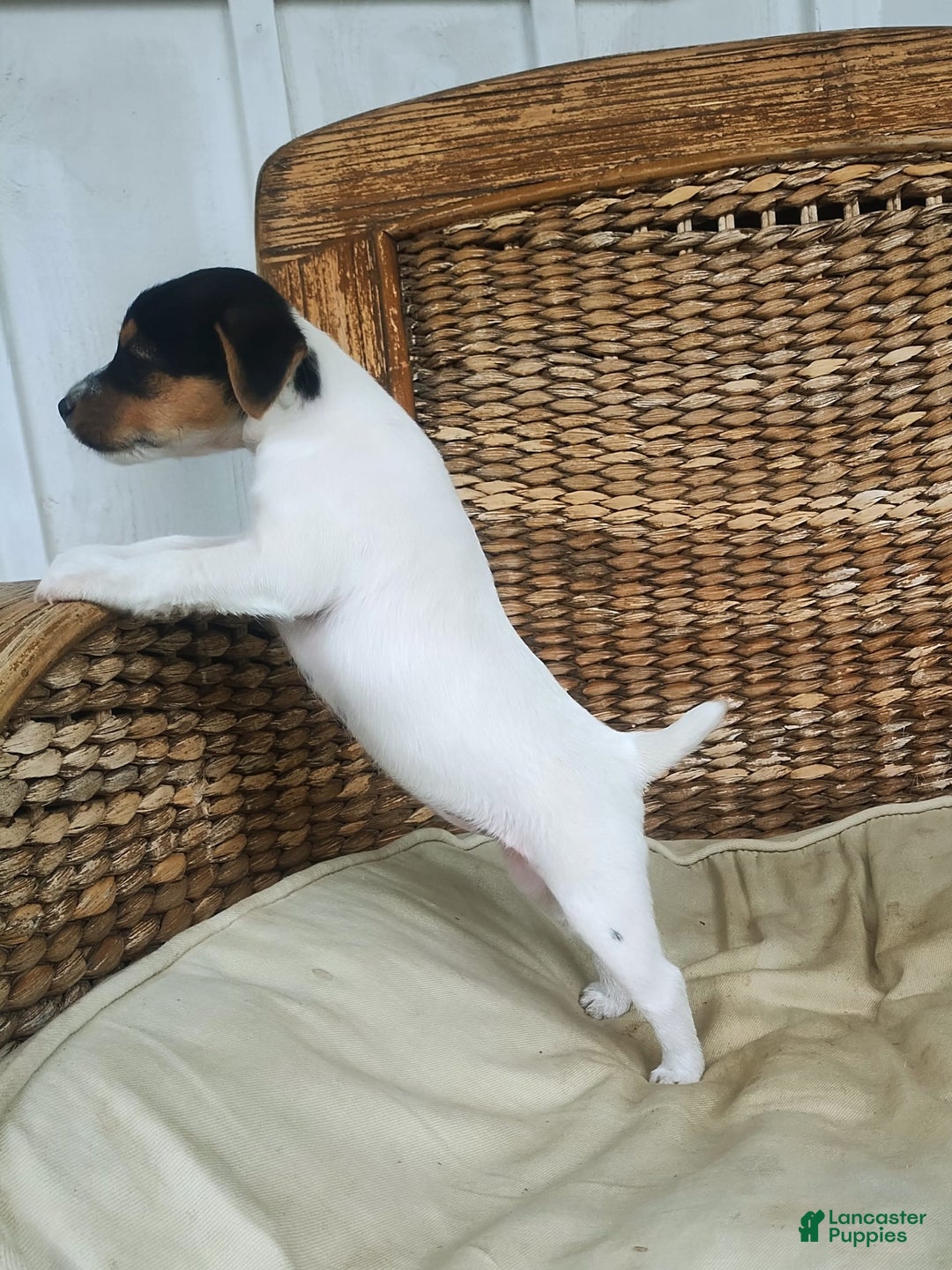 Jack Russell Terrier dogs for sale: Josie - Image 4