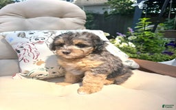 Mini Goldendoodle dogs for sale: Salma - Image 3
