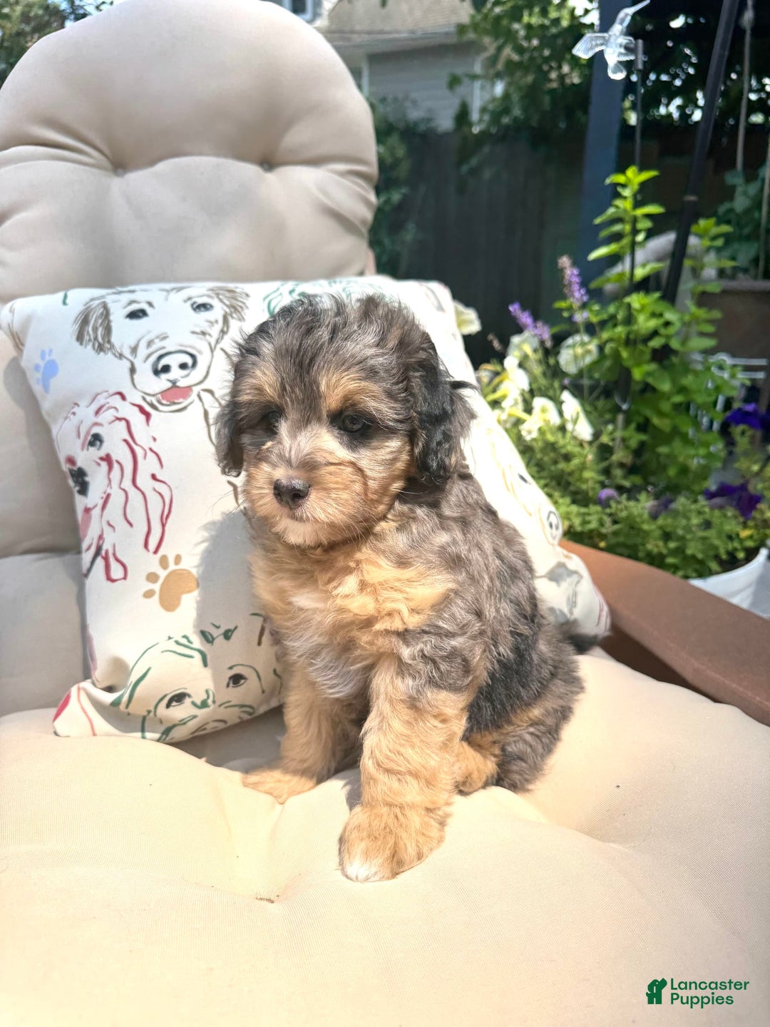 Mini Goldendoodle dogs for sale: Salma - Image 3