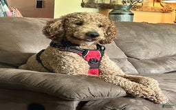 Goldendoodle dogs for sale: Scud - Image 5