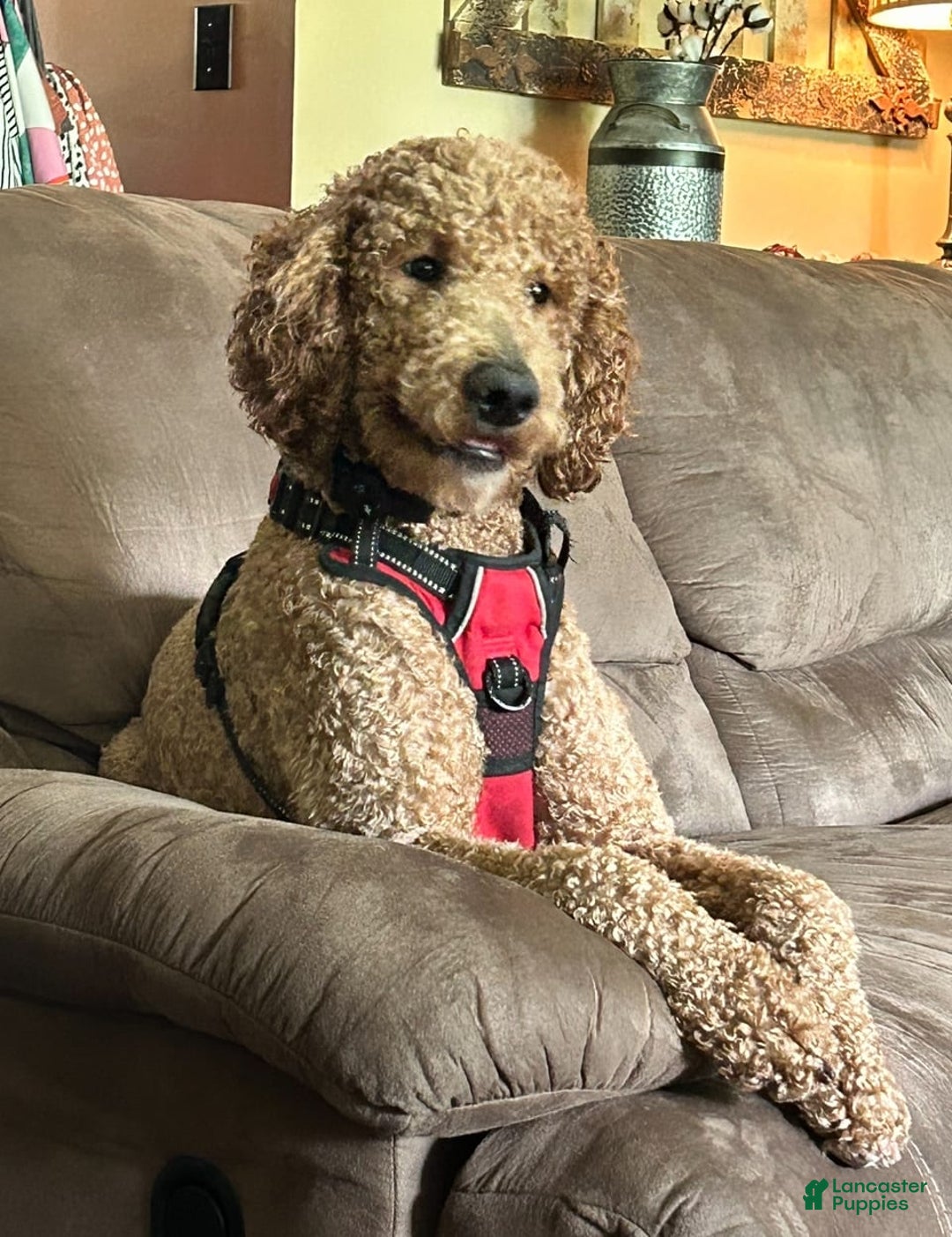 Goldendoodle dogs for sale: Scud - Image 5
