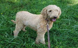 Goldendoodle dogs for sale: Addison - Image 10