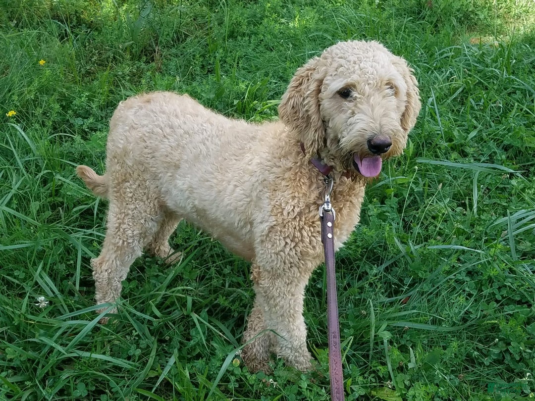 Goldendoodle dogs for sale: Addison - Image 10