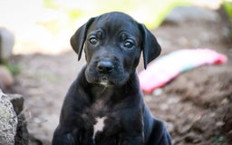 Great Dane dogs for sale: Selene - Image 28