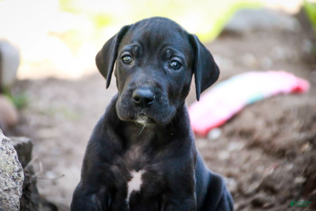 Great Dane dogs for sale: Selene - Image 28