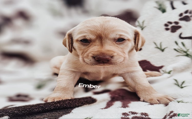 Labrador Retriever dogs for sale - Ad 1