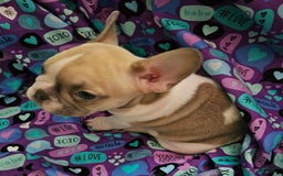 French Bulldog dogs for sale: April - Image 7
