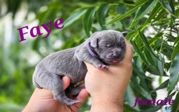 Great Dane dogs for sale: Faye Full Euro - Image 2