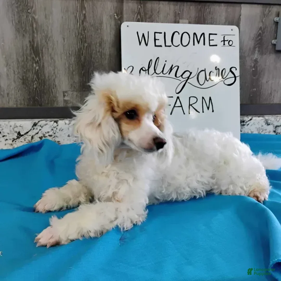 Miniature Poodle dogs for sale: Prisca - Image 3