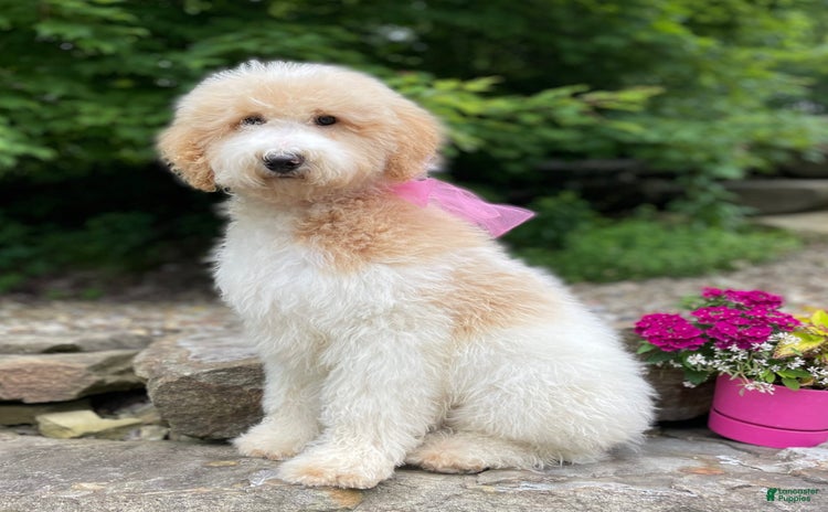 Standard Poodle dogs for sale - Ad 2