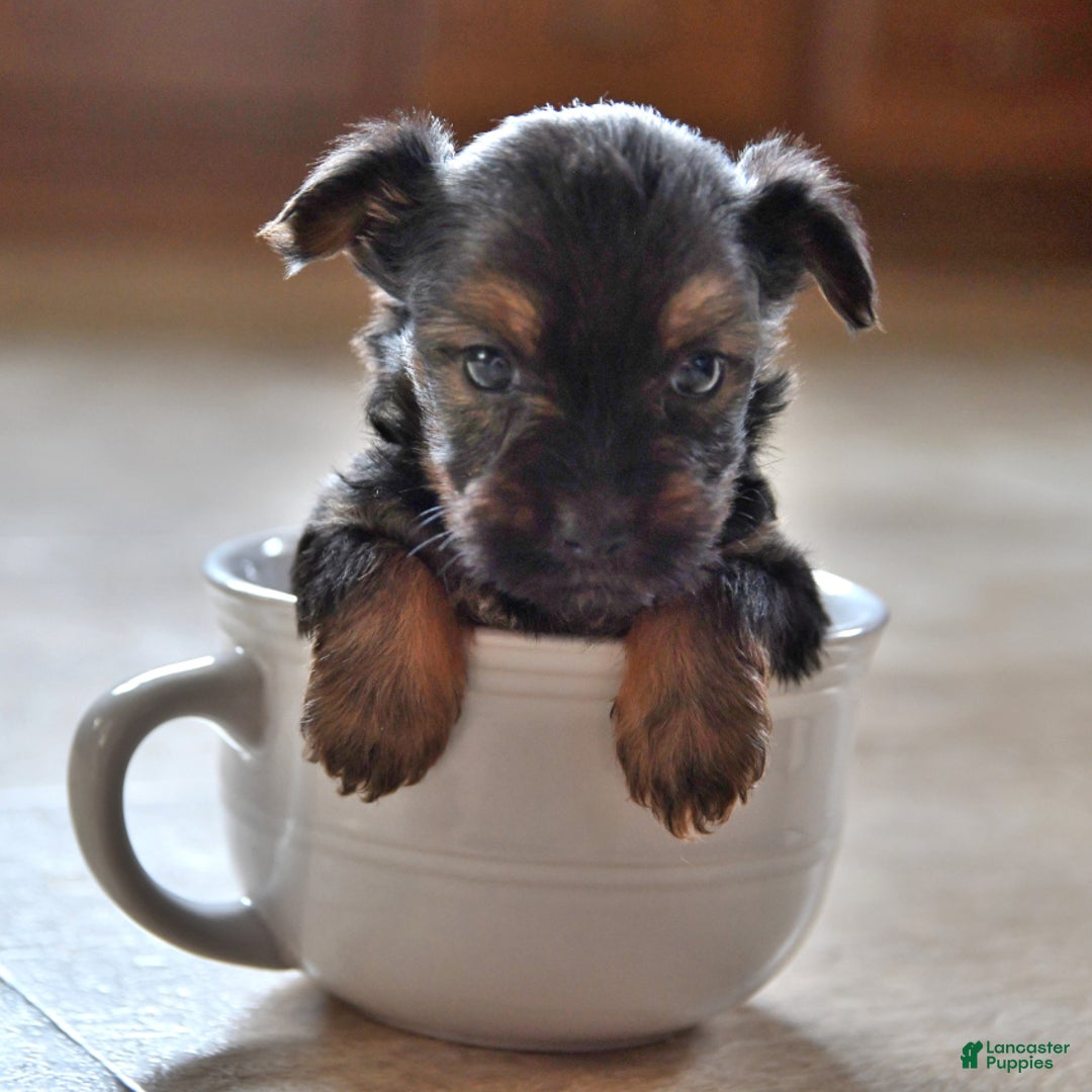 Yorkshire Terrier dogs for sale: River - Image 18