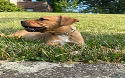 American Staffordshire Terrier dogs for sale: Galinda - Image 15