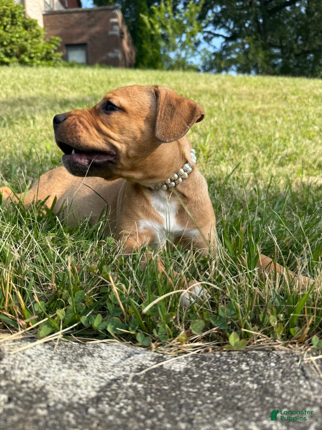 American Staffordshire Terrier dogs for sale: Galinda - Image 15
