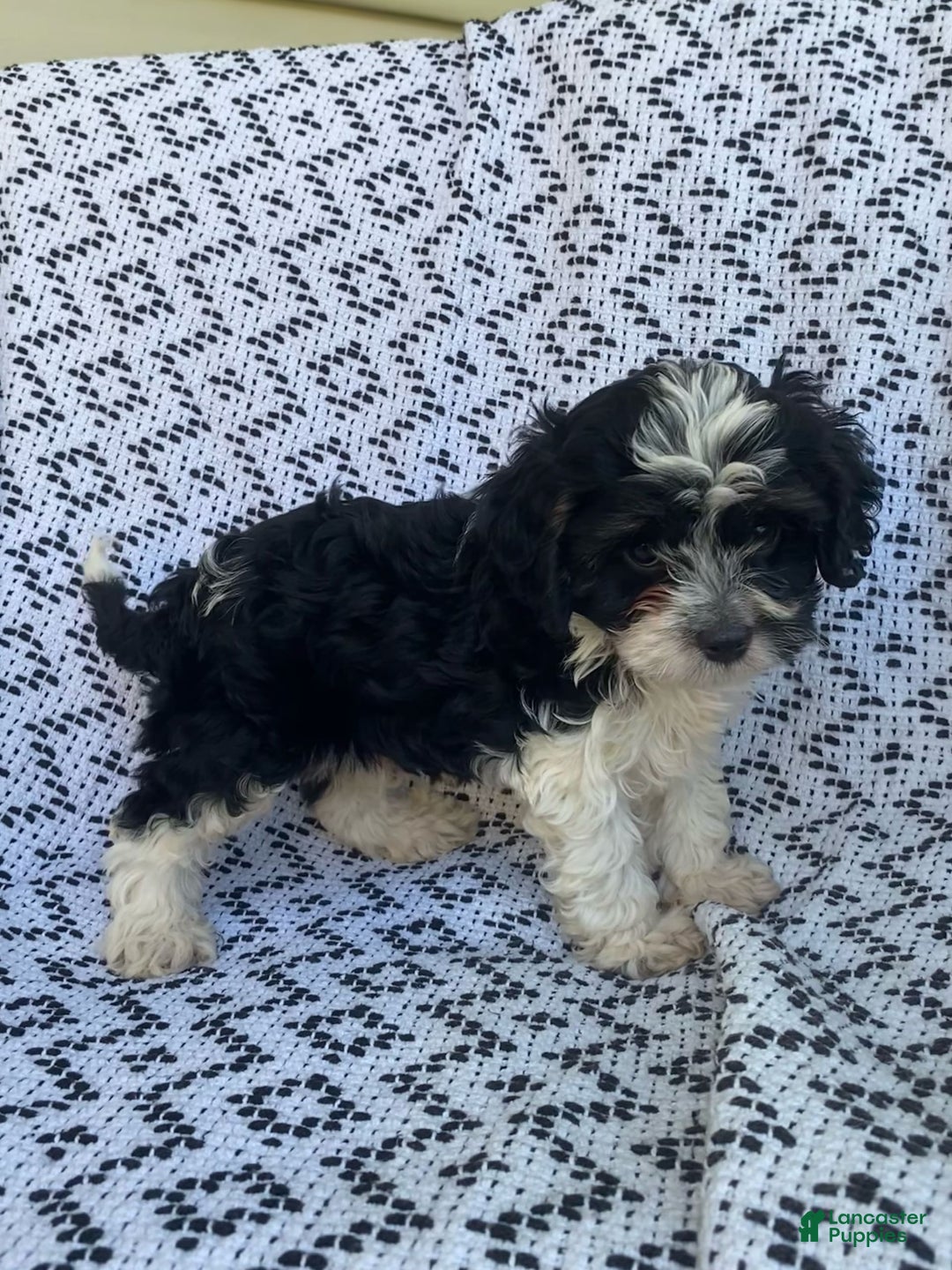 Cockapoo dogs for sale: Charlie - Image 5