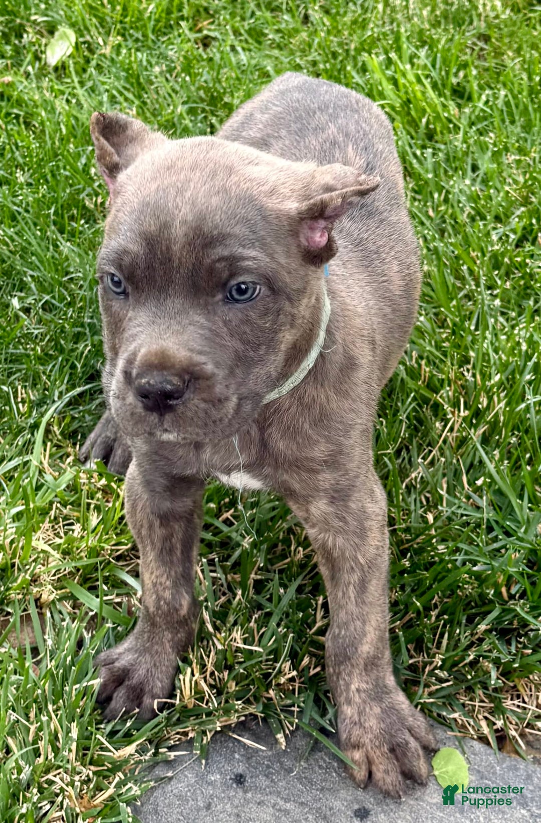 Cane Corso dogs for sale: Blu - Image 12