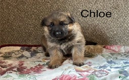 German Shepherd dogs for sale: Chloe - Image 4