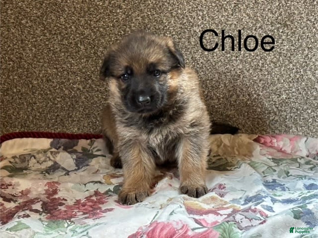 German Shepherd dogs for sale: Chloe - Image 4