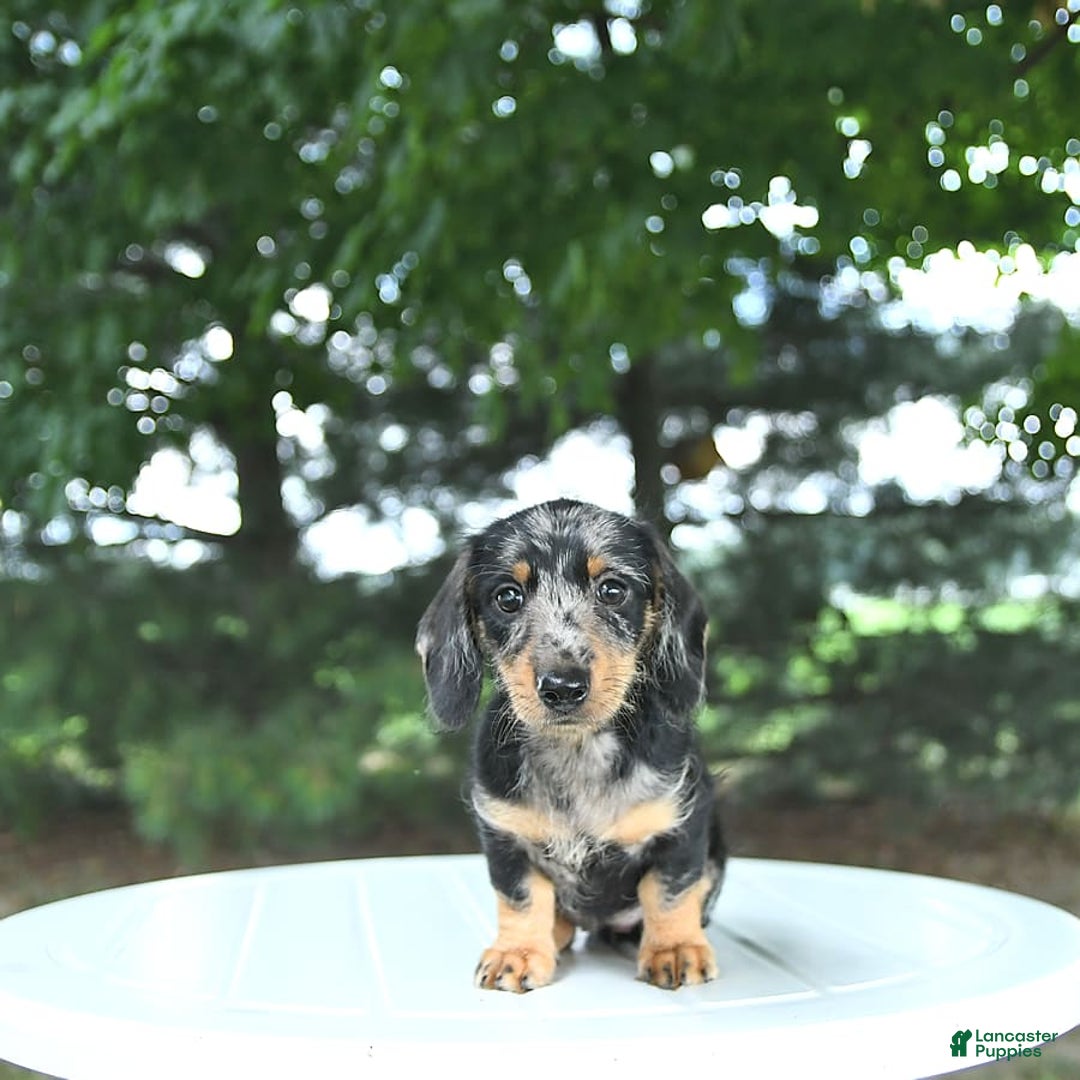 Miniature Dachshund dogs for sale: Fiona - Image 9