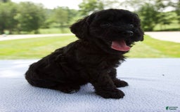 Miniature Poodle dogs for sale: Ollie - Image 5