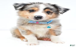 Australian Shepherd dogs for sale: Ronnie - Image 4