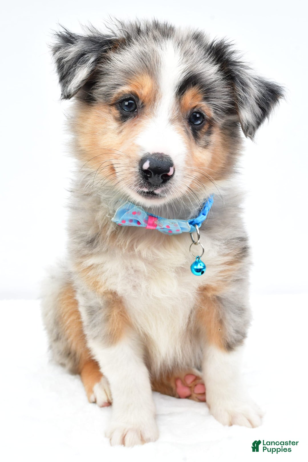 Australian Shepherd dogs for sale: Ronnie - Image 4