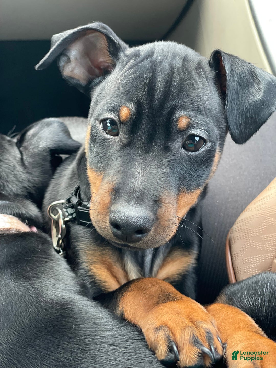 Miniature Pinscher dogs for sale: Benji - Image 3