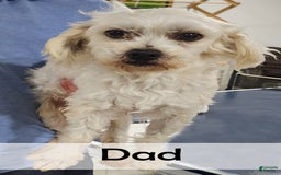 Havanese dogs for sale: Blaze - Image 7