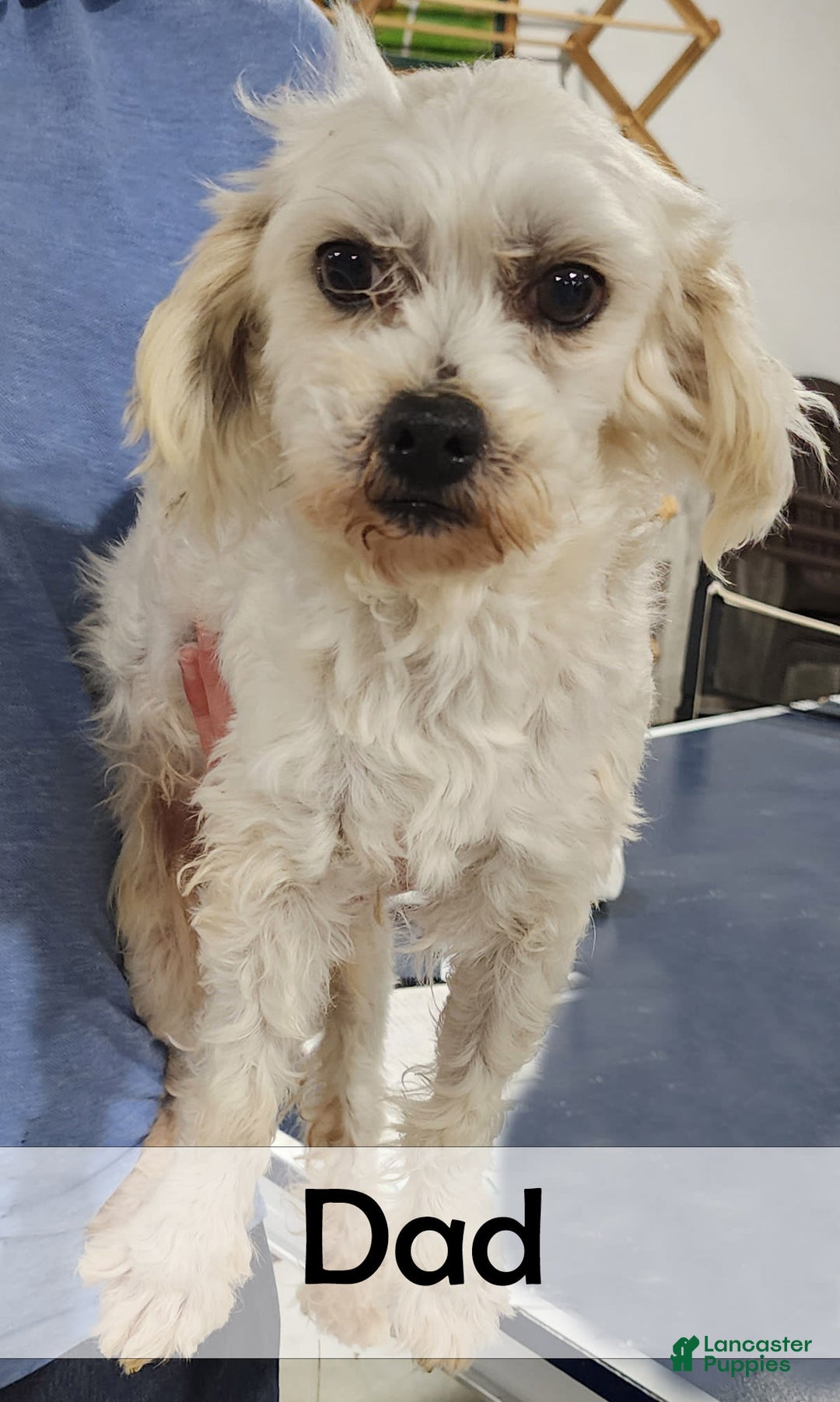 Havanese dogs for sale: Blaze - Image 7