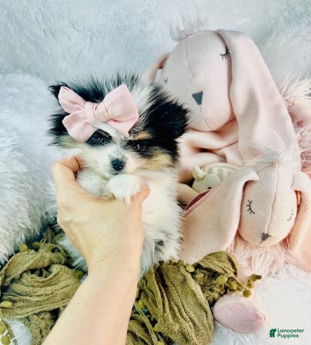 Pomeranian dogs for sale: Pia - Image 2